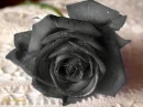 black rose