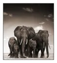 elephants