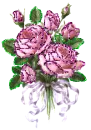 Pink roses