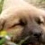 sleepy doggie