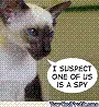 kitty