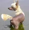 long haired dog
