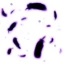 feather3
