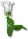 Beaitful white rose