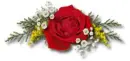 Red rose