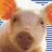 sad pig