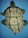 tortoise