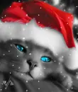 snow cat