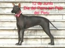 Perro sin pelo del Peru