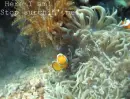 Finding Nemo