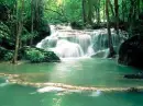 Rainforest