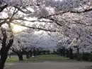 cherry blossom trees