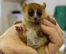 weird eyed thing