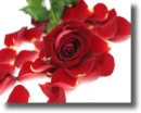 rose petals