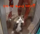 Scared Cat