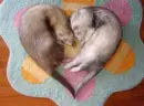 Ferret Love