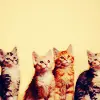 cats