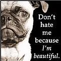 Pug - Beautiful
