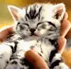 Kitten