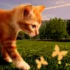 cat and butterflies