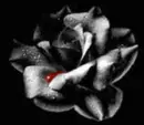 bloody rose