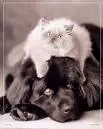 cats and dogs