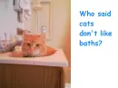 Cute cat in sink
