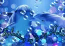Dolphin Hello