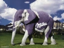 Milka elephant