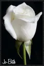White Rose for Jo-Beth