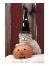 Witch Cat