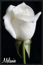 White Sparkly Rose for Melanie