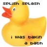 duck