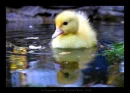 ducki