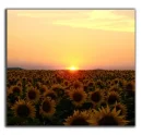 sun flowers