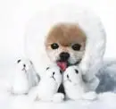 cute pup