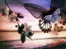 butterflies