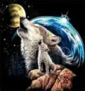 wolf