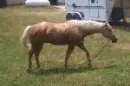 Golden Quater Horse