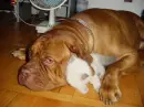 dog and cat hugging