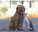 too cute