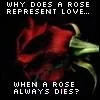 why is a rose 4 love
