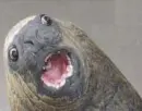 Funny Walrus