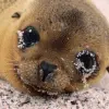 cute
