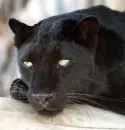 Black panter