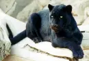 Black panter