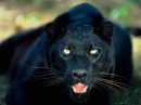 Panther