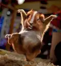 hamster