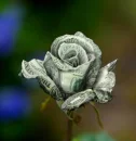 dollar rose