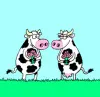 cows
